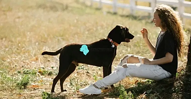 Köpek Eğitimi Ne Kadar Sürer