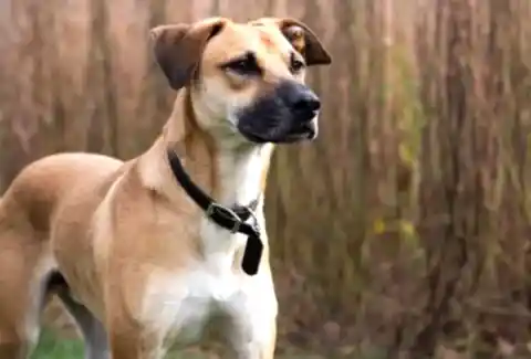 Black Mouth Cur