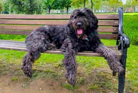 Bouvier des Flandres
