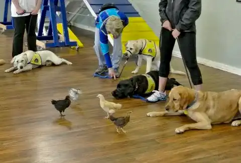 Eğitimi En Kolay Köpek Cinsleri