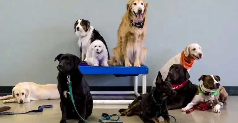 Bahçelievler Köpek Eğitmeni