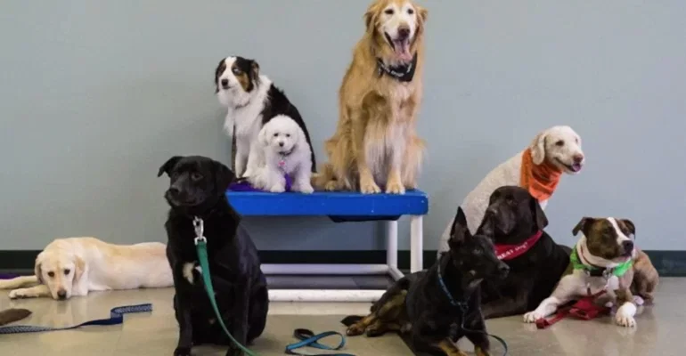 Beyoğlu Köpek Eğitmeni