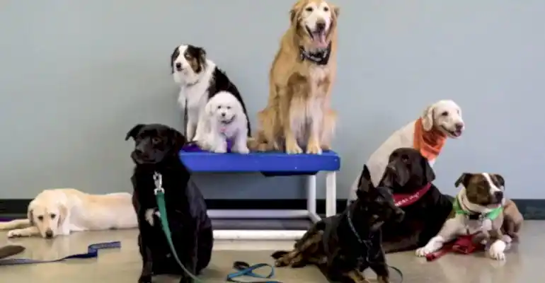 Esenler Köpek Eğitmeni