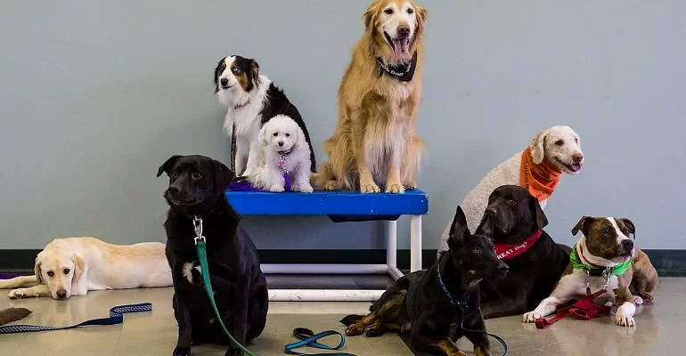 Esenyurt Köpek Eğitmeni