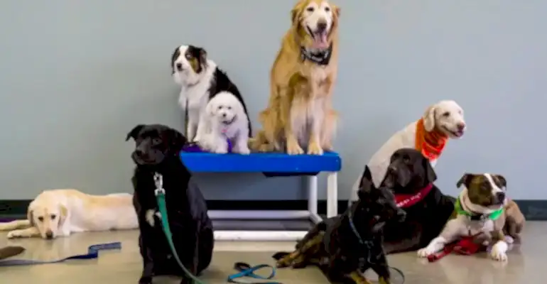 Kadıköy Köpek Eğitmeni