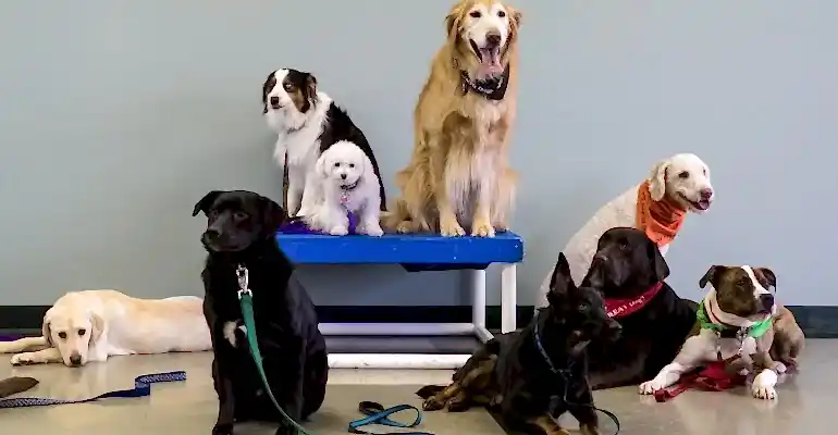 Sarıyer Köpek Eğitmeni