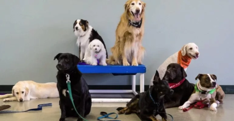 Şişli Köpek Eğitmeni