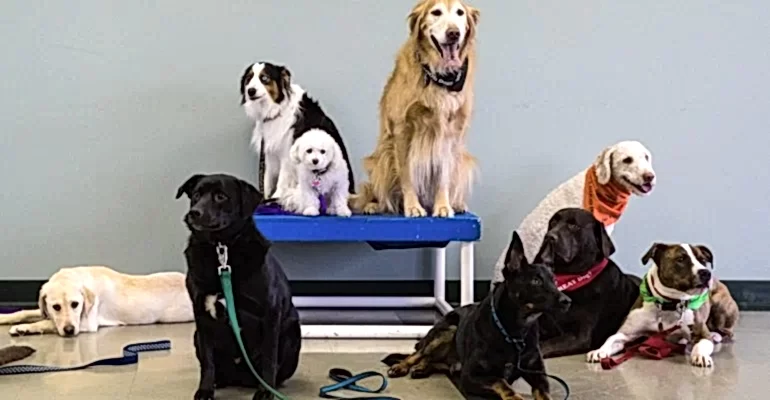 Sultangazi Köpek Eğitmeni