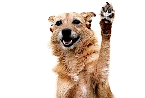 Köpeğinizle Çak Bir Beşlik Pati Verme Eğitiminin Sırları