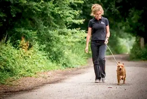 Köpek Neden Sol Tarafta Gezdirilir