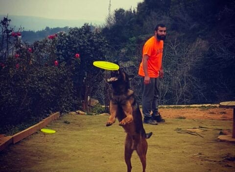 İstanbul Köpek Eğitim Merkezi En İyi Köpek Eğitim Merkezi Murat GÜNGÖR