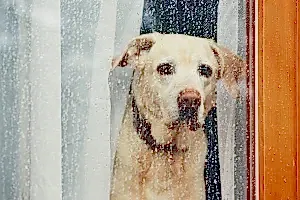 Köpek Evde Yalnız Kalma Eğitimi Stres ve Havlamaya 0 Çözüm