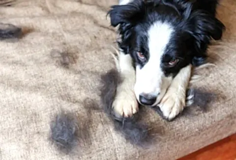 Köpek Tüy Dökülmesi Nedenleri, Çözümleri ve Sıkça Sorulan Sorular