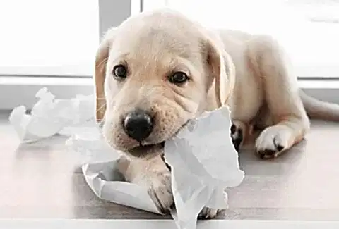 Yavru Köpek İçin Gerekli Malzemeler Yeni Ailenizin En Tatlı Üyesi İçin Hazırlık Rehberi