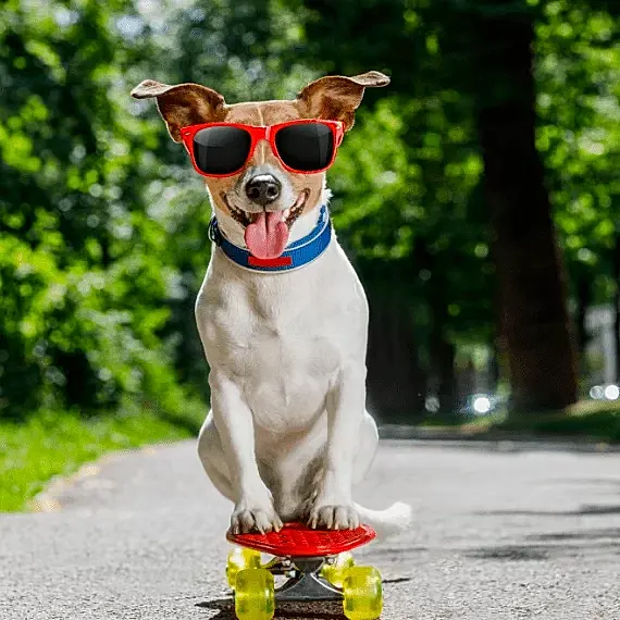 profesyonel köpek eğitmeni